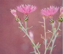 Spotted Knapweed head